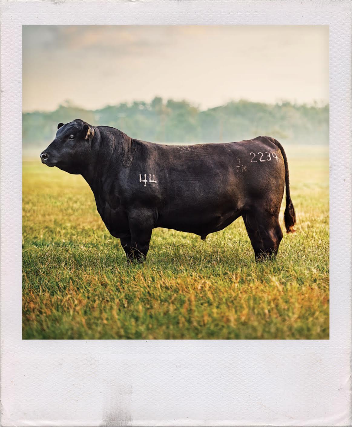 44 Farms Texas ranch